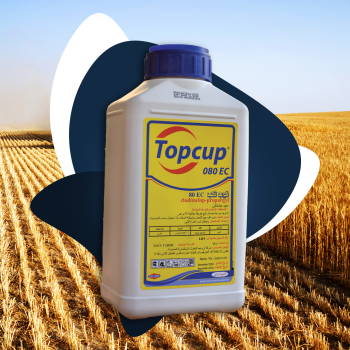 Topcup 080